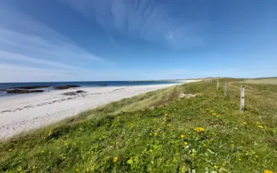 Migrating Birds on the Machair: A Visitor’s Guide to Uist’s Seasonal Wildlife