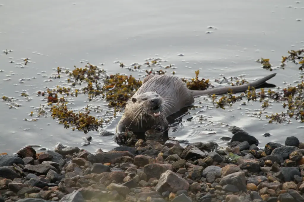 Bryan the otter having green crab for lunch, North Uist